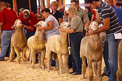 Columbia Sheep Show